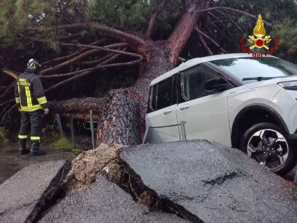 albero caduto su una macchina