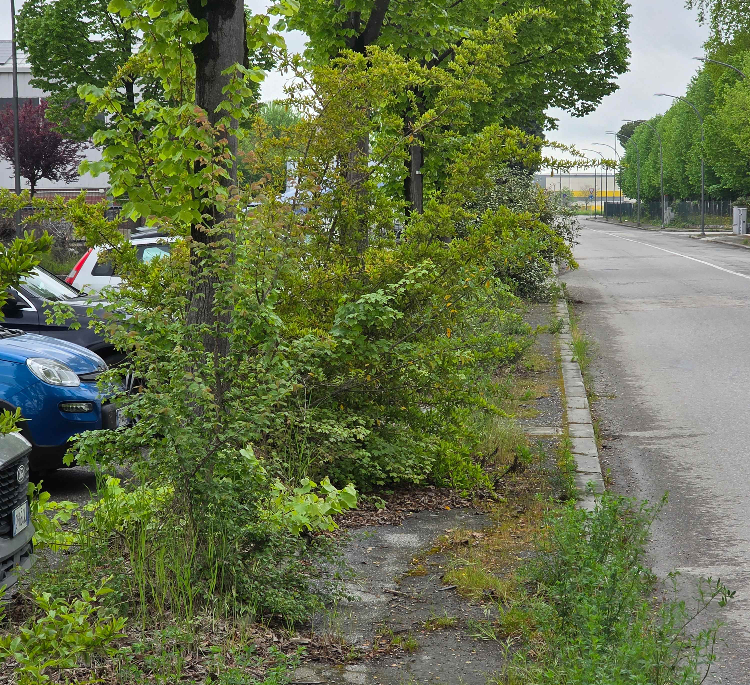 PD: “A Forlì ovunque verde incolto e l’erba che supera un metro di altezza”