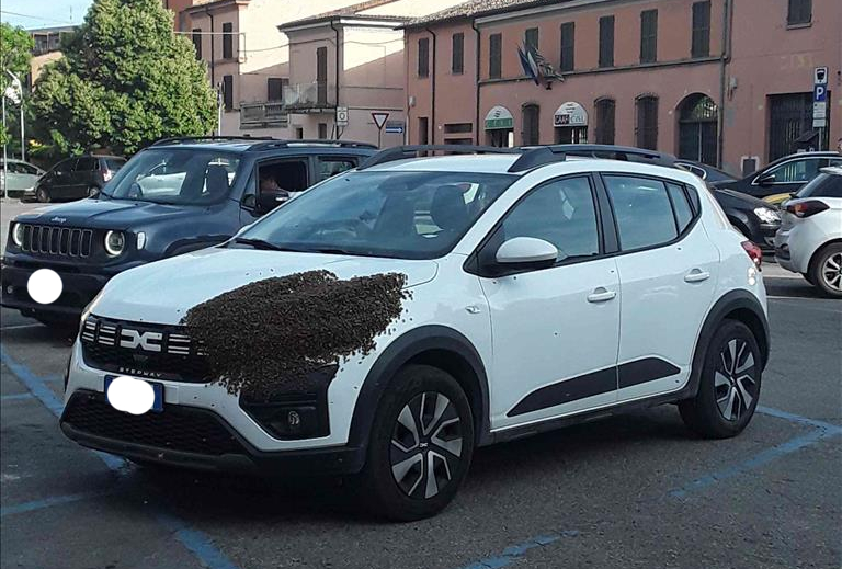Sciame di api sceglie un’auto come rifugio temporaneo: curiosità nel centro di Forlì