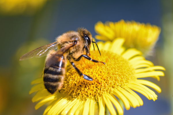 BiodiversyFest celebra la giornata mondiale delle api