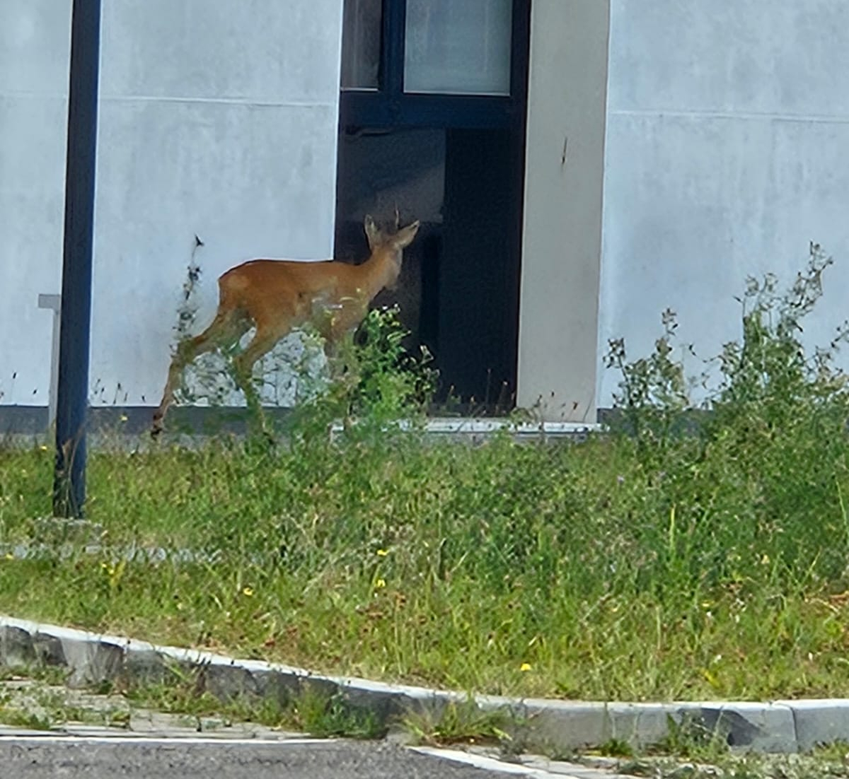 Capriolo in fuga nel centro di Forlì: recuperato vicino alla stazione