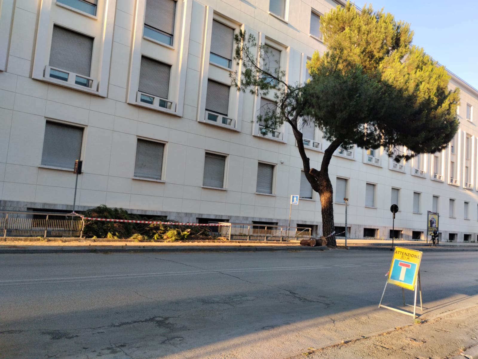 Europa Verde attacca il Comune: “Abbattuti pini simbolo della storia di Forlì”