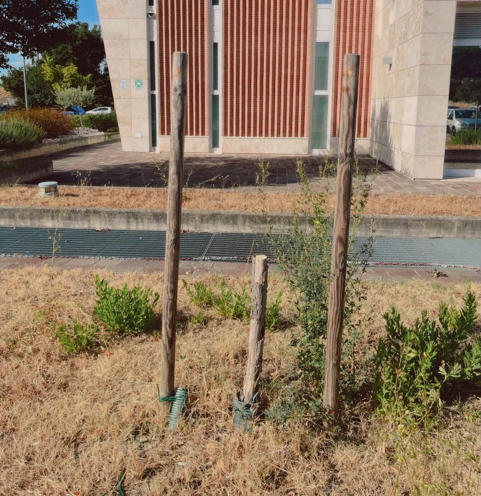 «Migliaia di alberi piantati? Quanti ne sono sopravvissuti?»: Ronchi contro la giunta