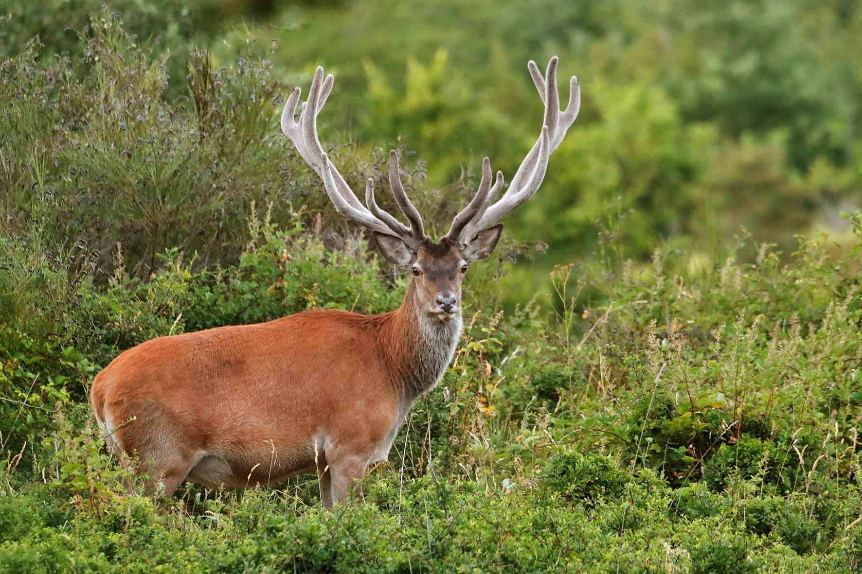 Bramito nelle Foreste Casentinesi, l’appello del Parco a escursionisti: rispettare la fauna