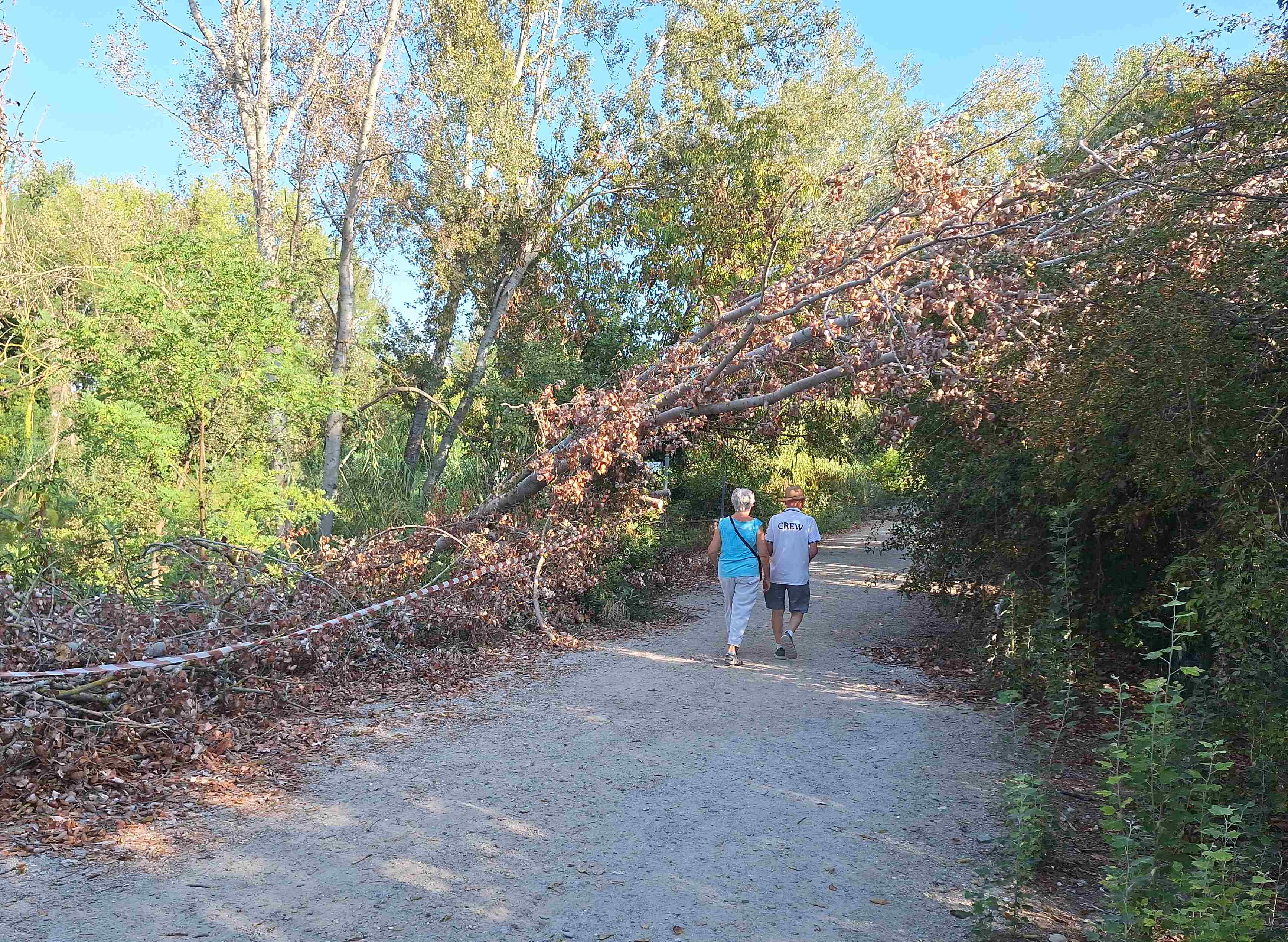 Alberi caduti sull’argine del Montone, Comune e Regione si rimpallano le competenze