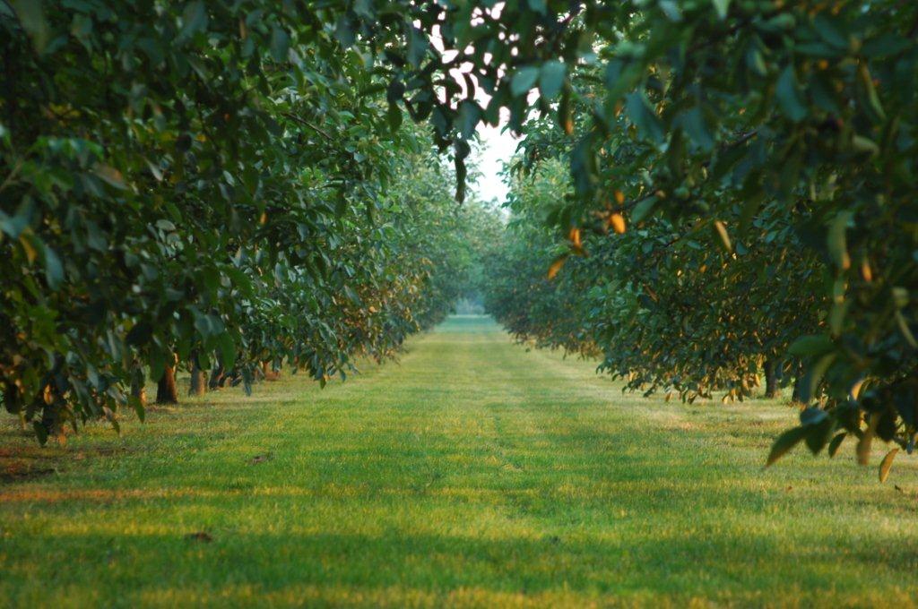 A San Martino in Strada si raccolgono noci per sostenere gli alunni